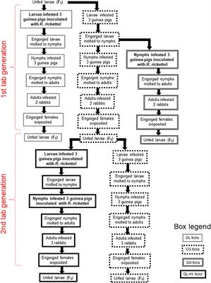 Comparative Susceptibility of Different Populations of Amblyomma sculptum to Rickettsia rickettsii